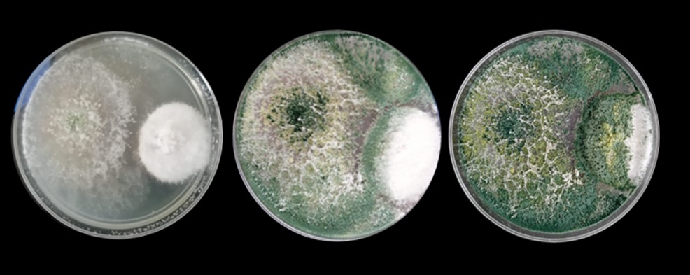 MICROORGANISMOS1